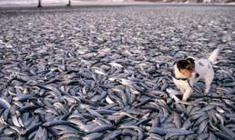 'Thảm cảnh' cá chết trắng ngập bờ biển Nauy