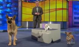 Tổng hợp những pha hài hước