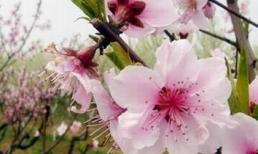 Mùng 9 Tết Nhâm Thìn của bạn (31/1/2012)