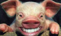 Tết Nhâm Thìn, thoát chết nhờ hàng giả