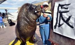 Sư tử biển có biệt tài… viết thư pháp