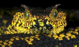 Kỳ lạ: Rắn mọc... sừng