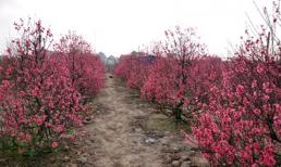 Làng đào Nhật Tân rộn ràng đón Tết