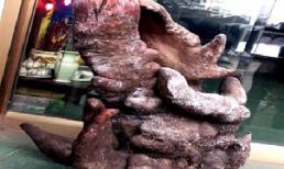 Củ khoai nặng hơn 20kg ở Nghệ An