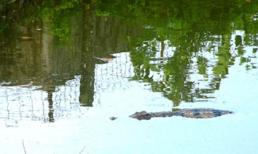 Cả trăm con cá sấu sổng chuồng, bao vây trường tiểu học