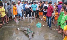 Vụ hàng trăm cá sấu sổng chuồng: Thợ săn vào cuộc