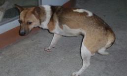 Nha Trang: Kỳ lạ chó có... 3 chân