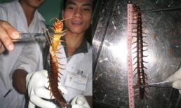 Khiếp sợ rết khổng lồ rơi trước mặt