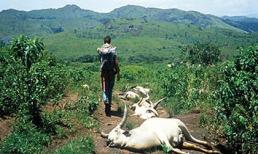 Bí ẩn vụ hàng nghìn người chết trong một đêm...