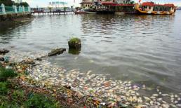 Ảnh: Sau siêu bão Sơn Tinh, cá chết trắng Hồ Tây