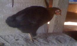 Huế: Lạ kỳ gà mái 1 chân, 2 hậu môn