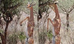 Ngắm linh dương vừa ăn vừa "khoe hàng" 