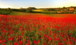 Đồi hoa anh t&#250;c đẹp m&#234; hồn