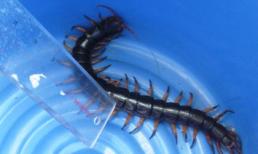 Rết khổng lồ chui vào nhà trọ ở TP Hồ Chí Minh