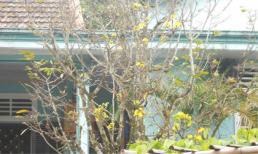 Cây mai vàng 100 tuổi nở rực bất thường