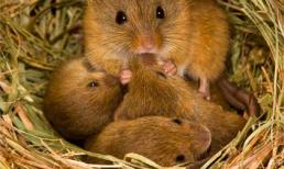 Cộng đồng mạng sốt vì bài văn 'ba ngày làm chuột'