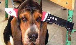 Choáng với hình ảnh "vừa dị vừa yêu" của những chú cún