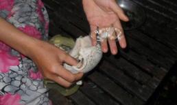 Ăn nhầm “chất lạ” trong áo ngực, gà lăn đùng ra chết