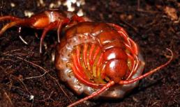 Sởn gai ốc nhìn rết khổng lồ Việt Nam đẻ... lúc nhúc