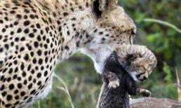 Những khoảnh khắc mẫu tử đầy rung động của động vật