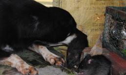 Xem chó chăm sóc đàn chuột cống ở miền Tây