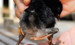 Gà 4 chân "hút" nhiều người tới xem