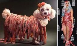 Lady Gaga phiên bản... cún