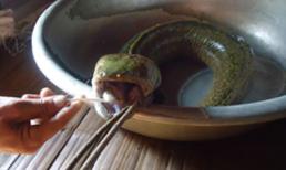 Bắt được con cá lạ có đầu rắn, lưỡi heo