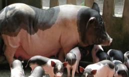 Ngộ nghĩnh chuyện ‘làm giàu’ thời bao cấp