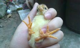 Ảnh hiếm về gà chín cựa mới nở