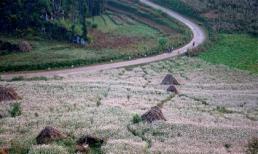 Ngắm "rừng" hoa tam giác mạch Hà Giang đẹp đến nao lòng