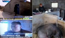 Con ép mẹ già trăm tuổi sống trong chuồng lợn