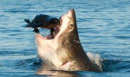 Khoảnh khắc cá mập lao khỏi mặt nước đớp lấy con mồi