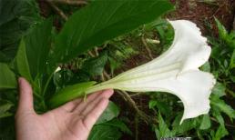 Rợn người trước tin xuất hiện thuốc xóa trí nhớ