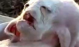 Sơn dương có khuôn mặt giống người