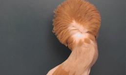 Rộ mốt nuôi bồ câu 'quái đản' của dân chơi Việt