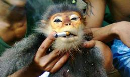 10 vụ án chấn động nhất năm 2012