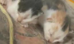 Xôn xao tin chó 5 tuổi đẻ ra... 3 con mèo