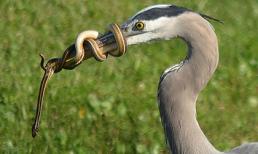 Khoảnh khắc hiếm khi rắn nhỏ quấn chặt mỏ "kẻ thù"