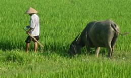 Những 'đại gia' Việt hám gái phải đi chăn trâu, lơ xe