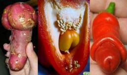 Những củ quả có cấu tạo "hư đốn"