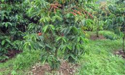 Em giết anh ruột rồi phi tang