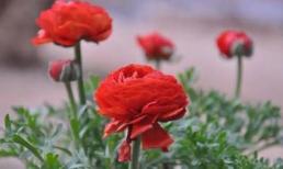 Chủ nhật của bạn (12/2) 