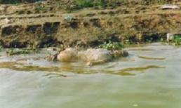 Hà Tĩnh: Phát hiện xác chết trên bãi biển 