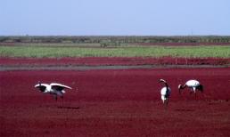 Ngắm thiên đường biển Đỏ ở Trung Quốc