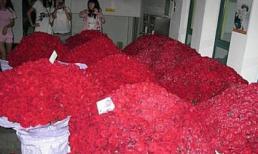 Nữ sinh được tặng 10.000 bông hồng đỏ cho ngày Valentine