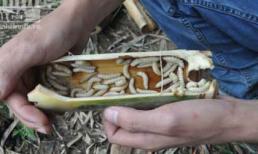 Rùng mình với đặc sản 'sâu ký sinh'