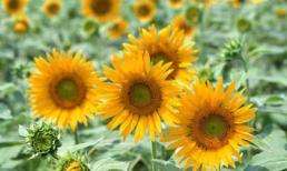 Thứ Tư của bạn (15/2/2012)