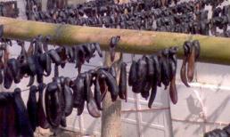 Sau rắn rết là đỉa, chuột hải ly gieo bệnh nhập Thủ đô