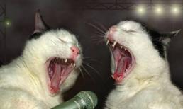 Dự án dành cho các quán karaoke ôm